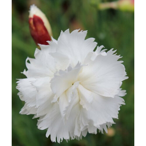 Dianthus 'Mrs Sinkins'