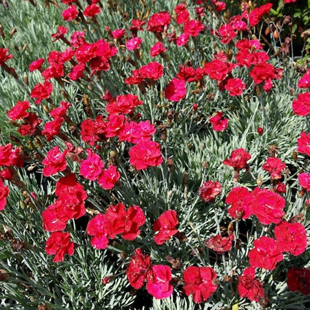 Dianthus Ruby