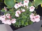 Diascia 'Apple Blossom'