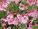 Diascia 'Apple Blossom'