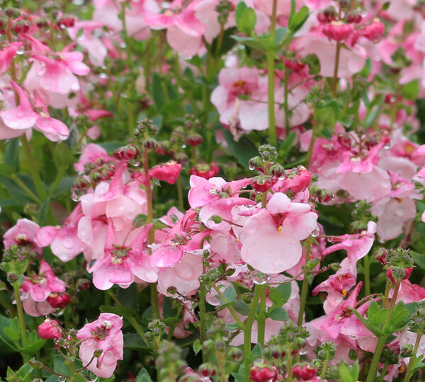 Diascia 'Apple Blossom'