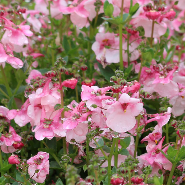 Diascia 'Apple Blossom'