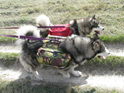 Dog Back Pack