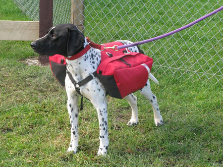Dog Backpacks