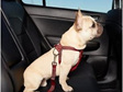 Dog Seat Belts - keep your hound safe