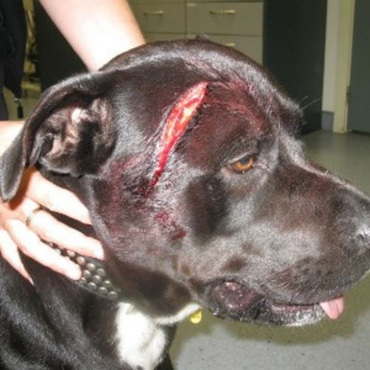 Dog with laceration