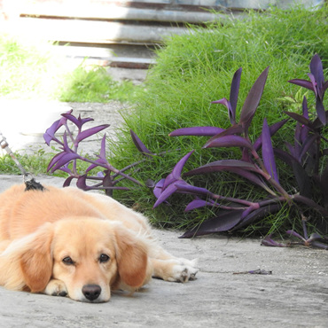 Dog with plant