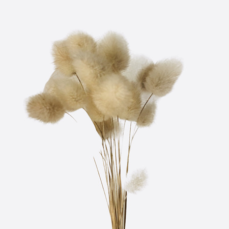DRIED FLOWERS - BUNCH