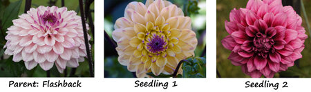 Early Spring: Starting Dahlias from Seed