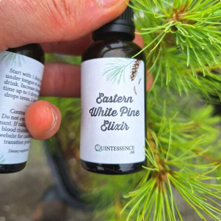 Eastern White Pine Elixir & Tincture 30ml