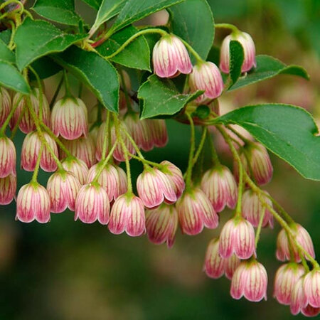 Enkianthus campanulatus