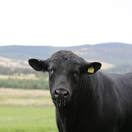 Ensure bulls meet potential with Hiprabovis3 vax