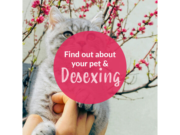 Ensure Your Pet Is Desexed This Spring