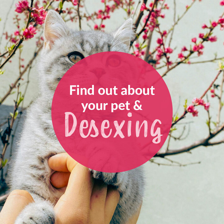 Ensure Your Pet Is Desexed This Spring