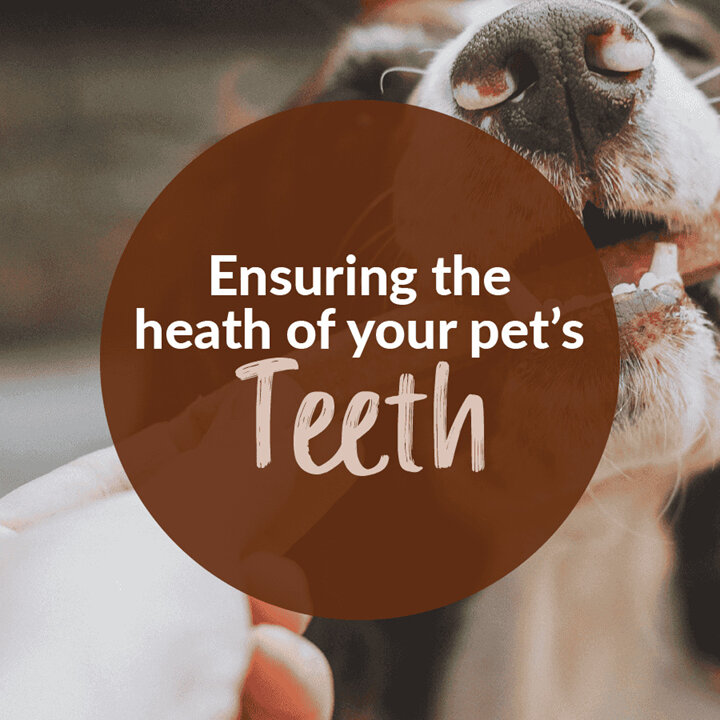 Ensuring the health of your pet's teeth