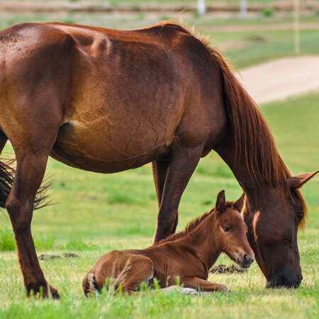 Equine