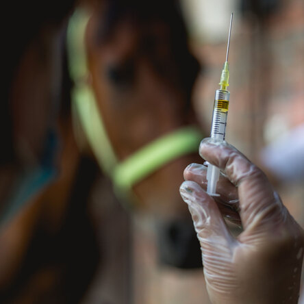 Equine Tetanus vaccination