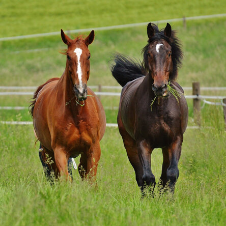 Equine Vet position