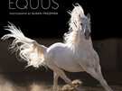 Equus 2024 Wall Calendar by Pomegranate horse
