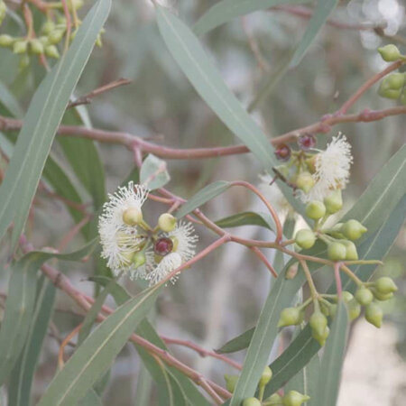Eucalyptus (Blue Mallee) essential oil