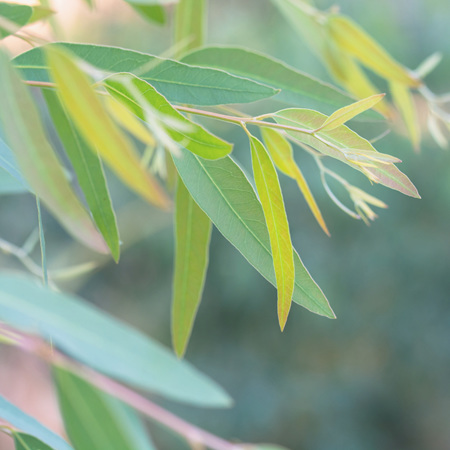 Eucalyptus (Lemon-scented) Essential Oil