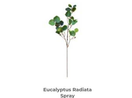 Eucalyptus Radiata Spray 81cm