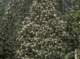 Eucryphia cordifolia