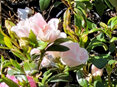 Evergreen Azalea Crystal white & pink