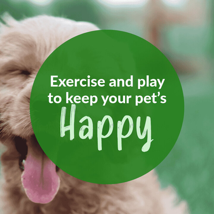 Exercise and play to keep your pet's happy