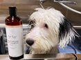 Eye Envy Pet Shampoo - Cat & Dog