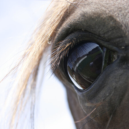 Eye issues in horses