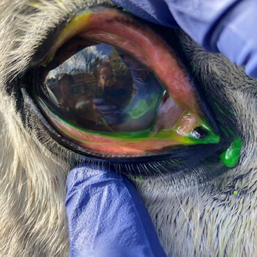 Eye ulcer in horse