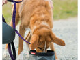 EzyDog Takeaway Food Bowl