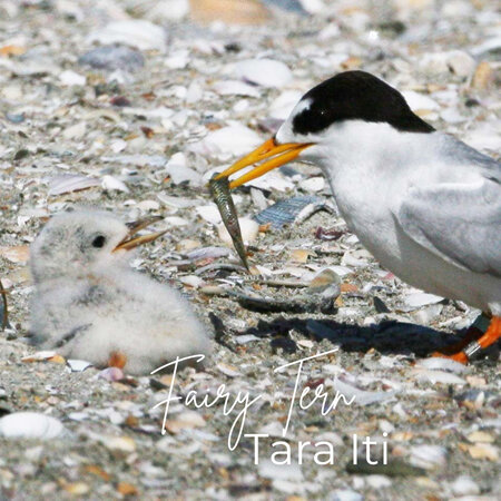 Fairy Tern  - Tara Iti