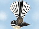 Fantail with Manuka Print (3 Options)