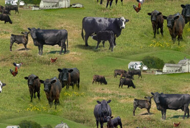 Farm Animals - Black Angus Cows - Green 515