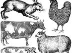 Farm Animals Decor Stamp