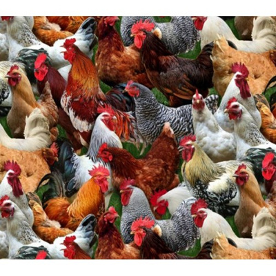 Farm Animals - Packed Chickens Multi 601