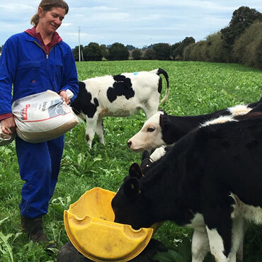 Feeding calves Nourish