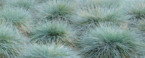 Festuca glauca