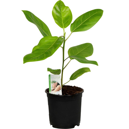 Ficus Benghalensis Variegata