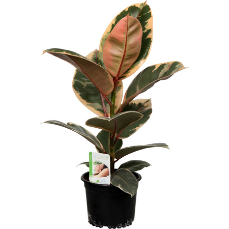Ficus Ruby Larger
