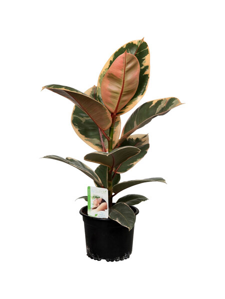 Ficus Ruby Larger