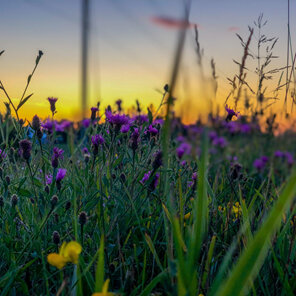 field of purple and yellow flowers with green grass and yellow and blue grey sky