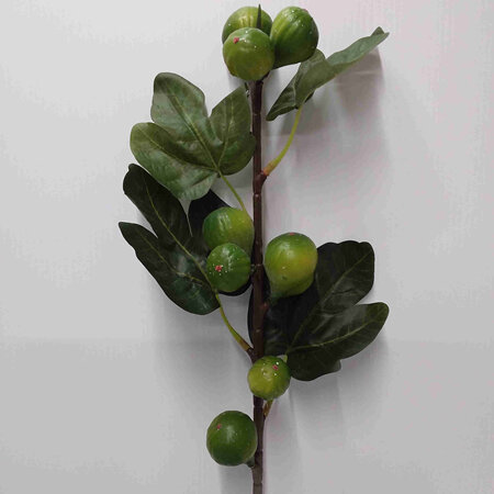 Fig and leaf stem 4193