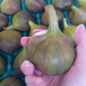 Figs Fresh Premium Each