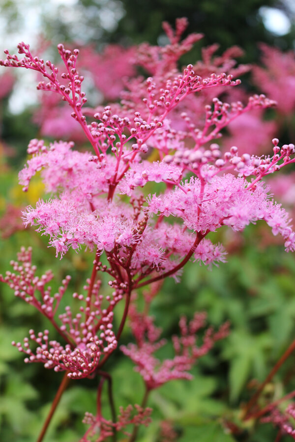 Filipendula palmata nana