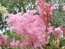 Filipendula rubra