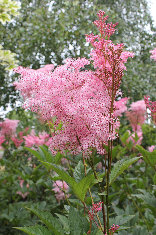 Filipendula rubra