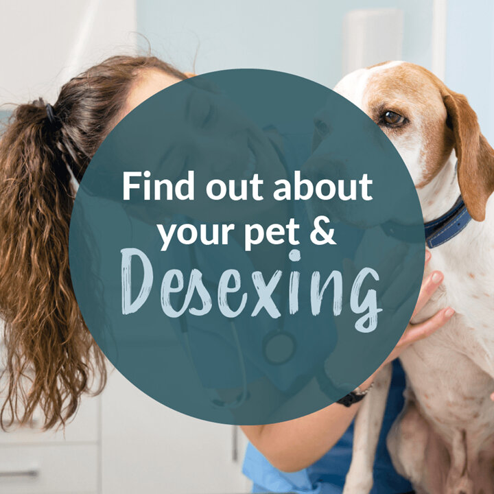 Find out About Your Pet & Desexing